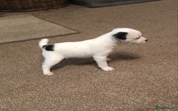 Parson Russell dogs for sale: Parson Russell’s x 2 boys  - Image 7