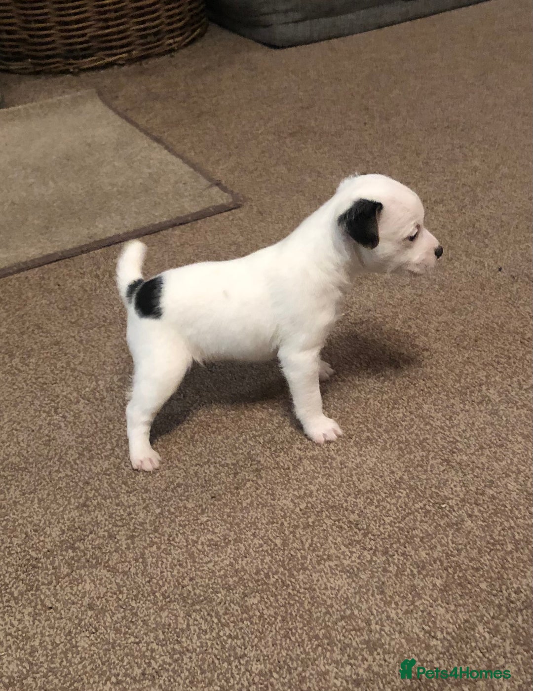 Parson Russell dogs for sale: Parson Russell’s x 2 boys  - Image 7