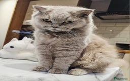 Mixed Breed cats for sale: Scottish Fold Kittens!Rare 🍫chocolate colour🐱 - Image 36