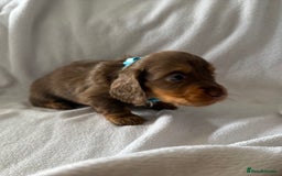 Miniature Dachshund dogs for sale: Pedigree Miniature Long haired Dachshund - Image 4