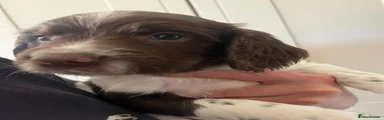 English Springer Spaniel 2
