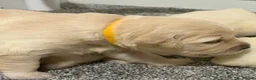 Golden Retriever dogs for sale: Beautiful healthy puppies - Advert 25
