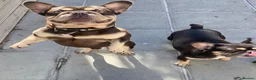 French Bulldog dogs for sale: FRENCH BULL DOGS FOR SALE - Advert 6