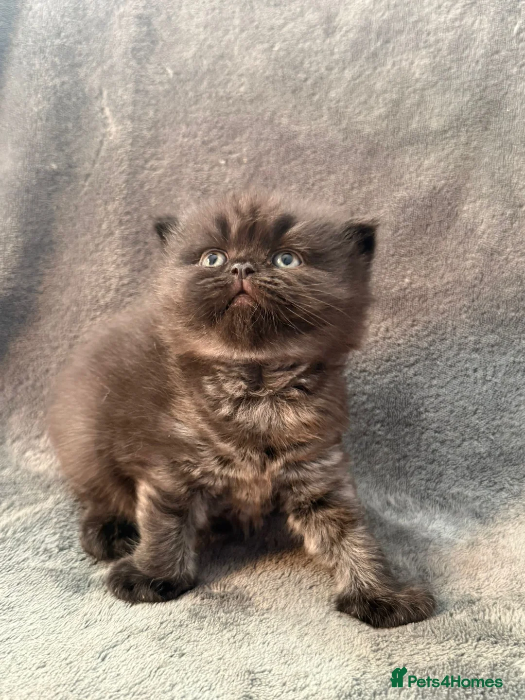 British Shorthair cats for sale: Stunning GCCF Registered British shorthair kittens - Advert 1