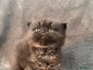 British Shorthair cats Stunning GCCF Registered British shorthair kittens - Advert 4