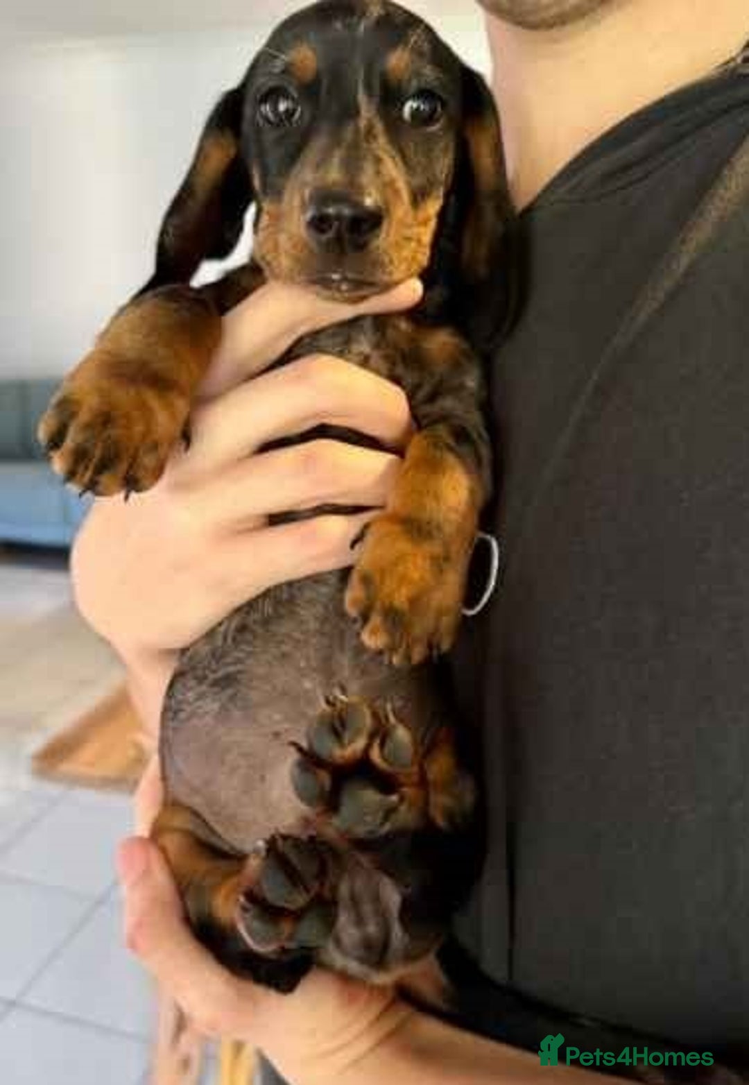 Miniature Dachshund dogs for sale: Pretty silver dapple doxies get urs home - Image 8