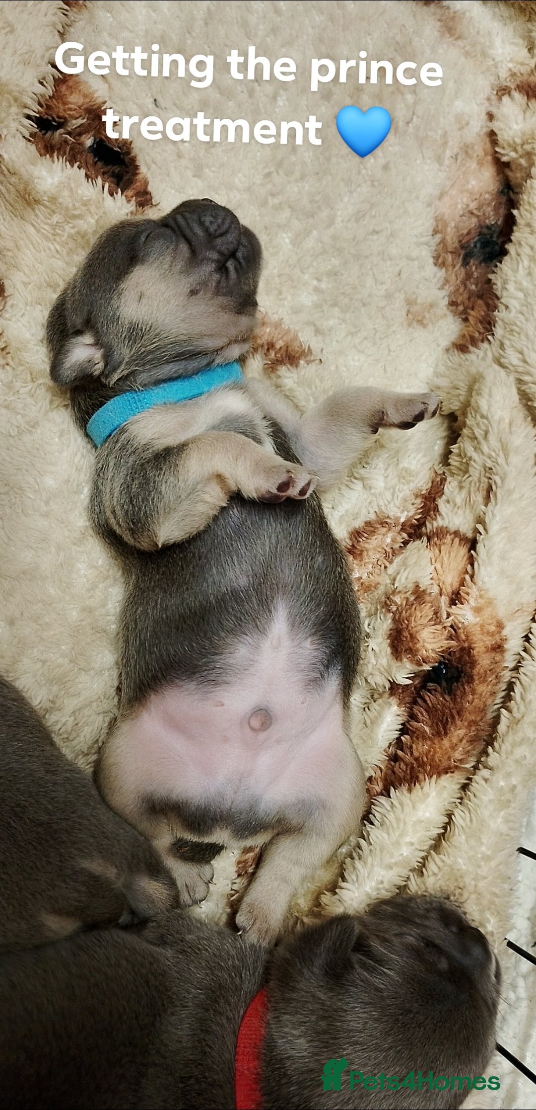 Frug dogs for sale: Frugs  - Advert 5