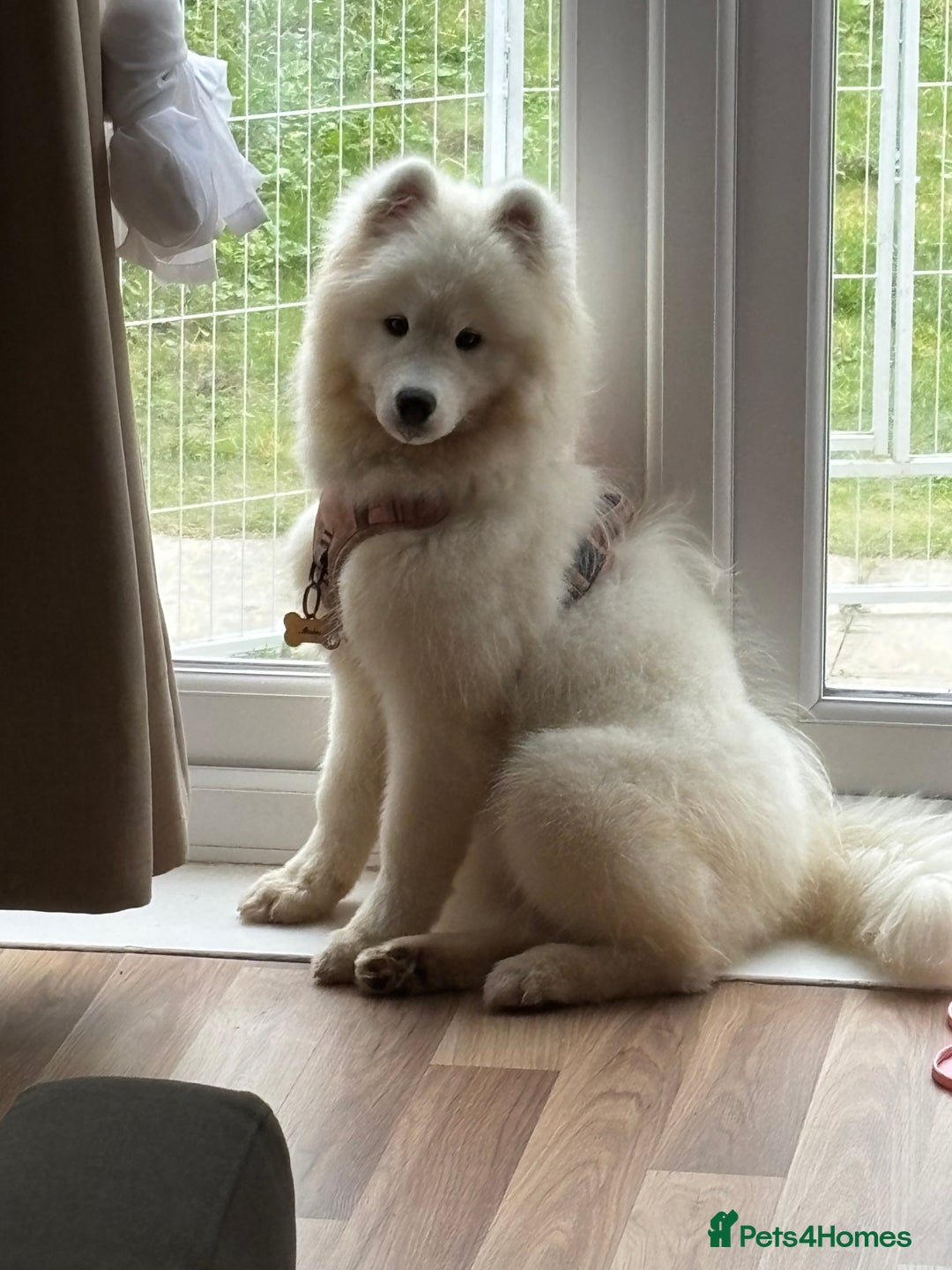 Samoyed dogs for sale: 🐾 Beautiful KC Registered Samoyed – 7 Months Old - Advert 3