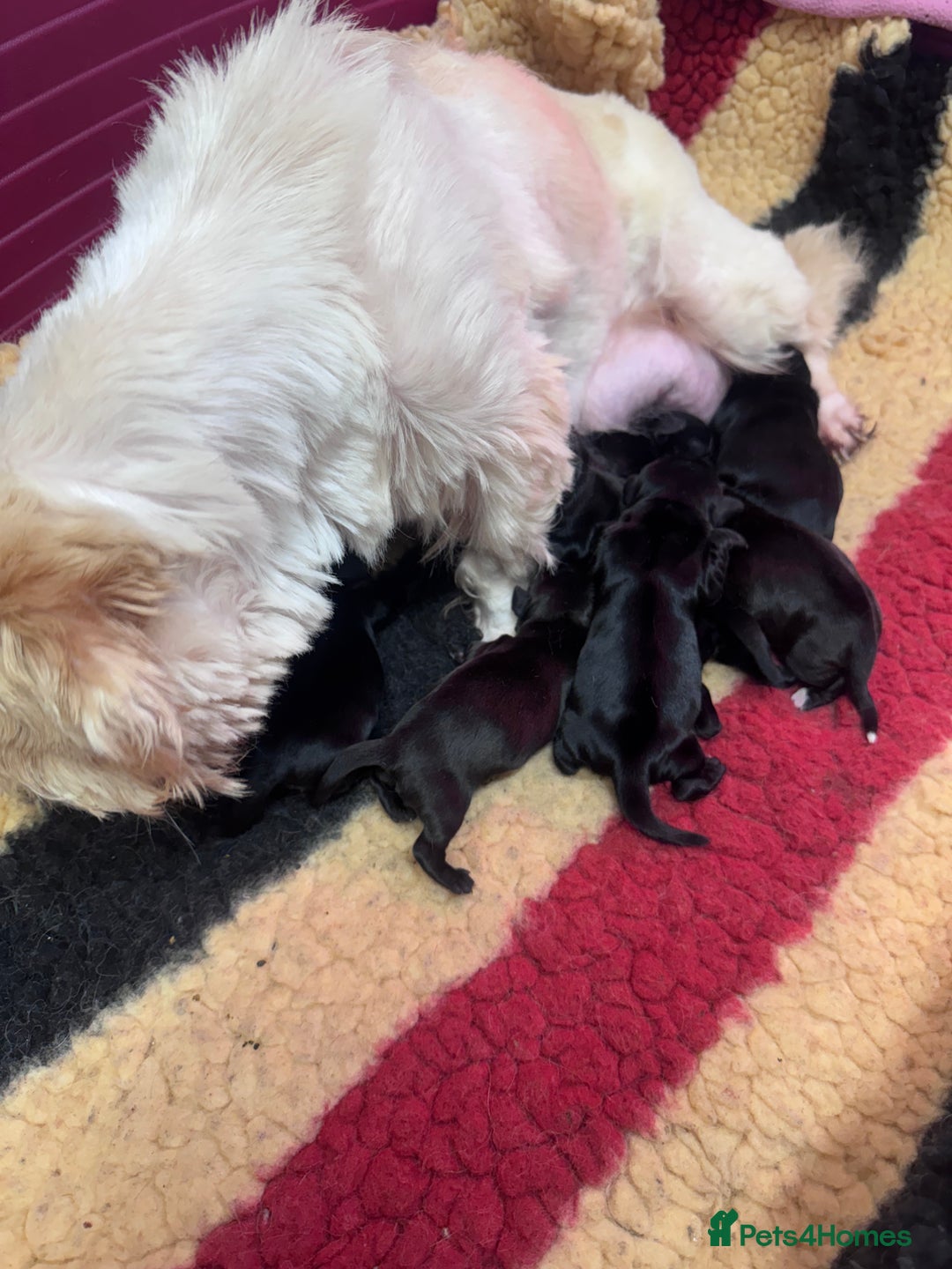 Mixed Breed dogs for sale: Shihtzu x mini wire daxi adorable  - Advert 3