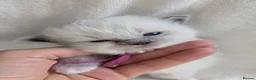 Ragdoll cats for sale: Ragdoll kittens GCCF reg.  - Advert 10