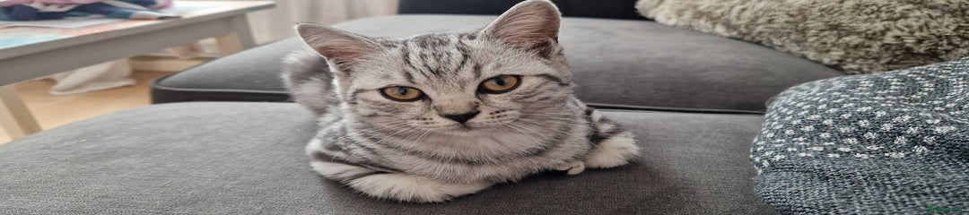 British Shorthair Kitten 3