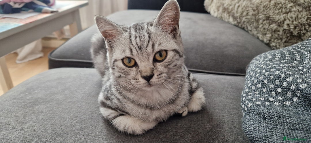 British Shorthair cats for sale: Lovely  British short hair kittens  - Image 10