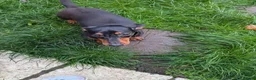 Mixed Breed dogs for adoption: 💙 THOR, 💙MONTY & ❤️COCO – THREE LITTLE SAUSAGES in Burton-on-Trent - Advert 4