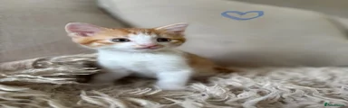 Domestic Shorthair 2