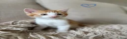 Domestic Shorthair cats for sale: Beautiful kittens for sale❤️ in Newent - Advert 6