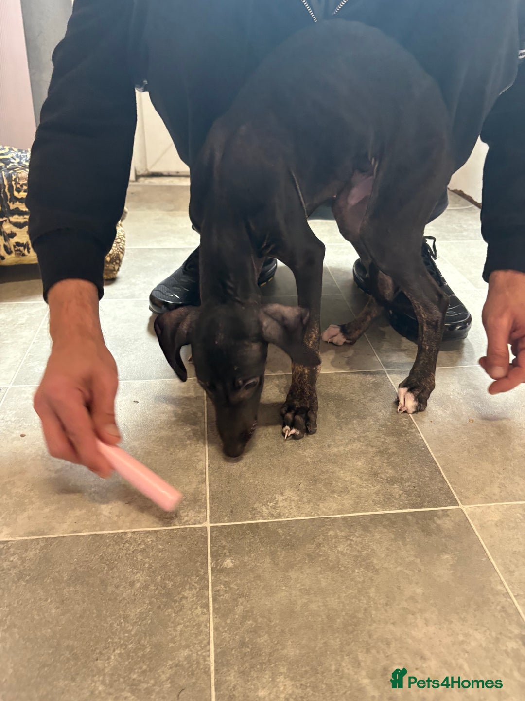 Mixed Breed dogs for sale: Saluki x lurcher puppy - Advert 10