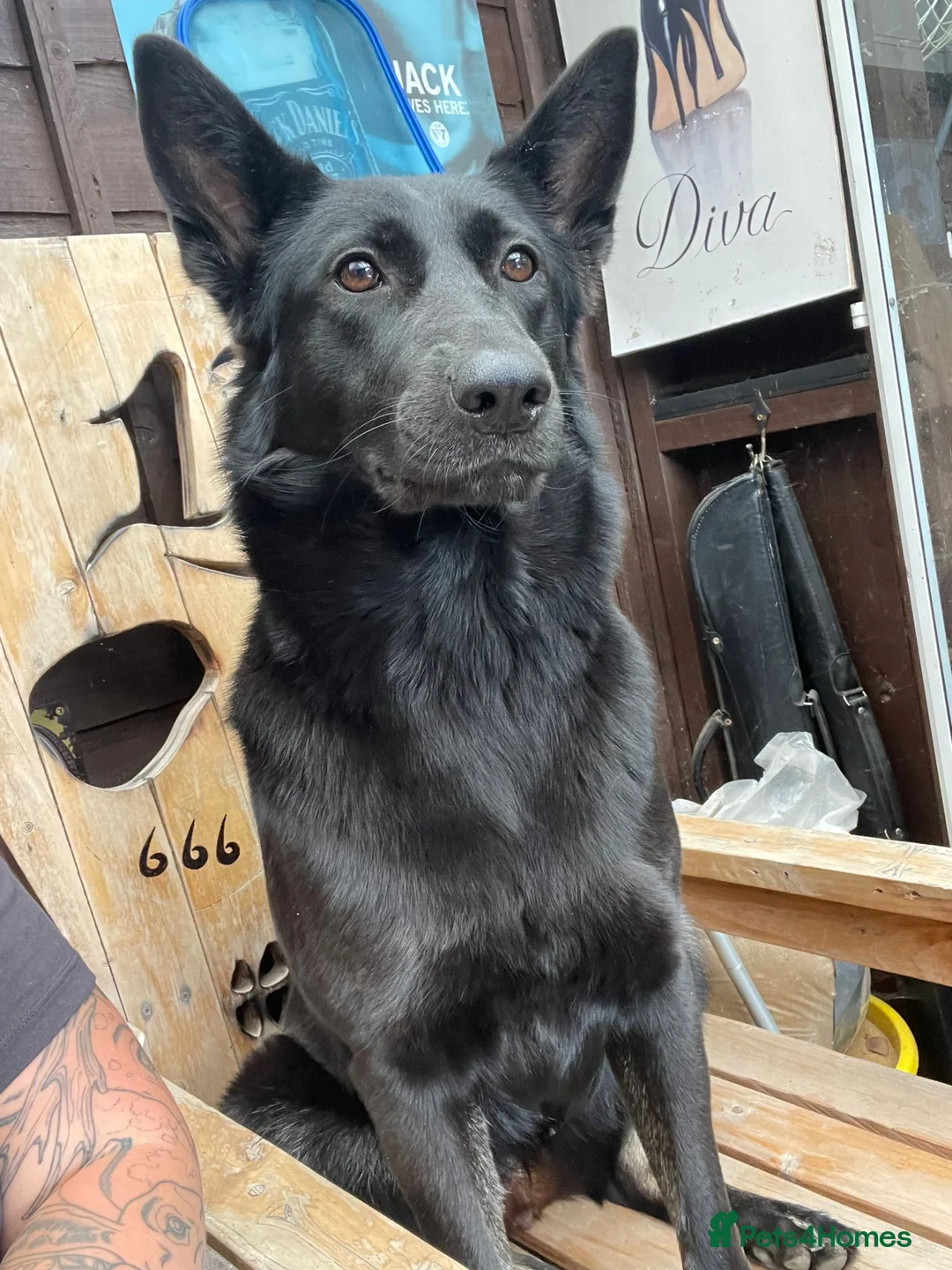 Mixed Breed dogs for sale: 5 year old female - Advert 2