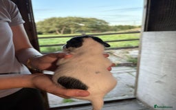 Jack Russell dogs for sale: Jack Russell puppies 5 boys left - Image 36