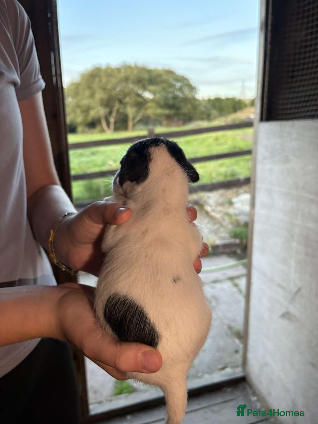 Jack Russell dogs for sale: Jack Russell puppies 5 boys left - Image 36