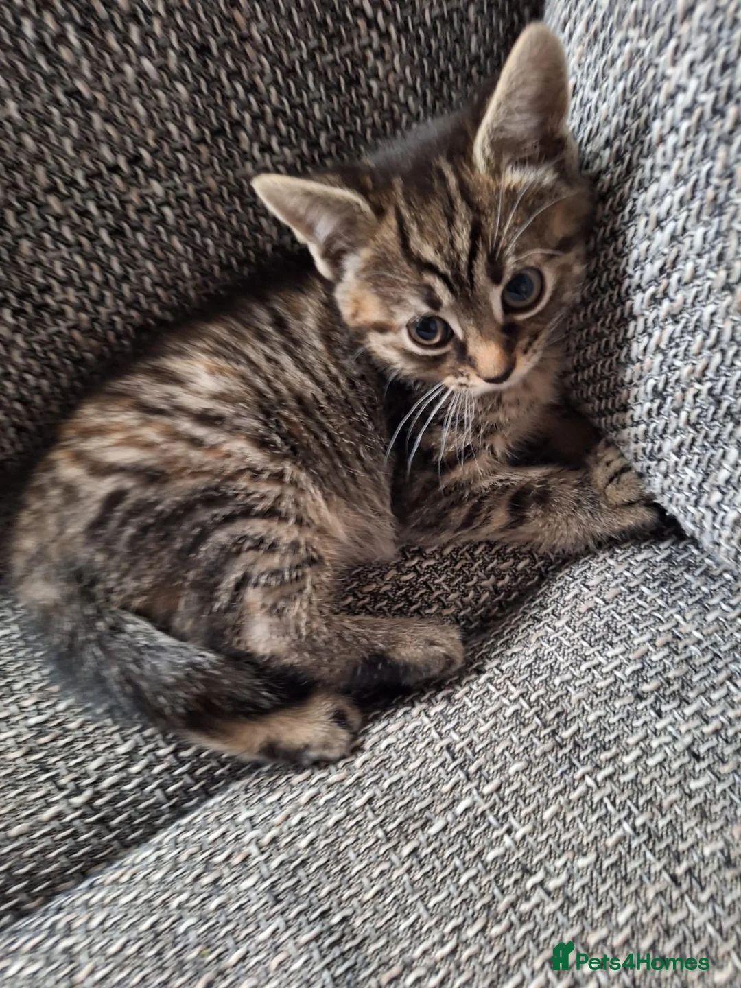 Mixed Breed cats for sale: Adorable kittens ready for their new home - Advert 2
