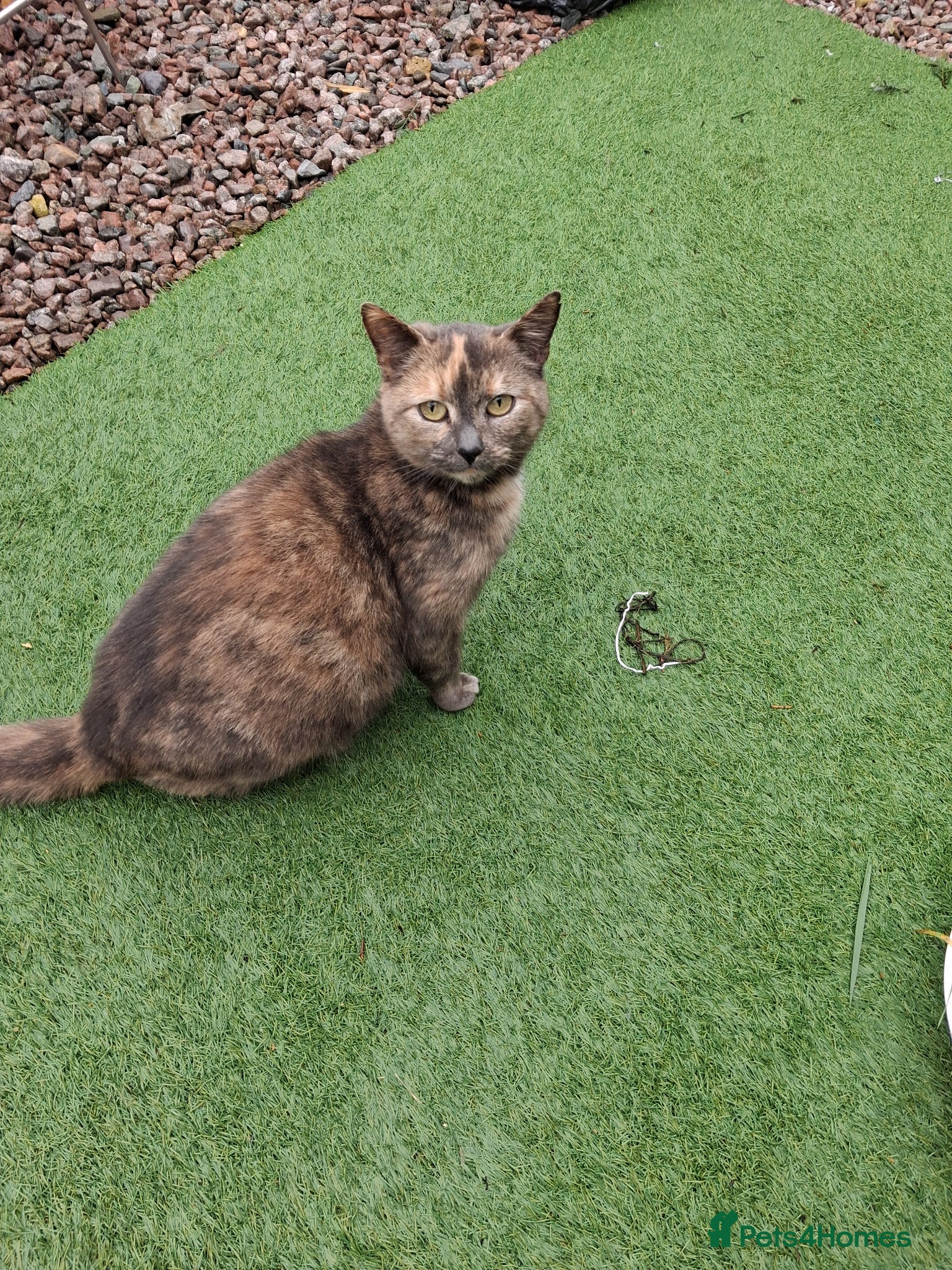 Mixed Breed cats 3 Kittens for sale - Advert 4