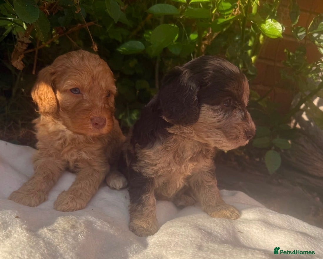 Cockapoo dogs Cockapoo puppies - Advert 2