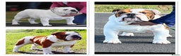 English Bulldog dogs for stud: Available for stud uk champion  in Bradford - Advert 7