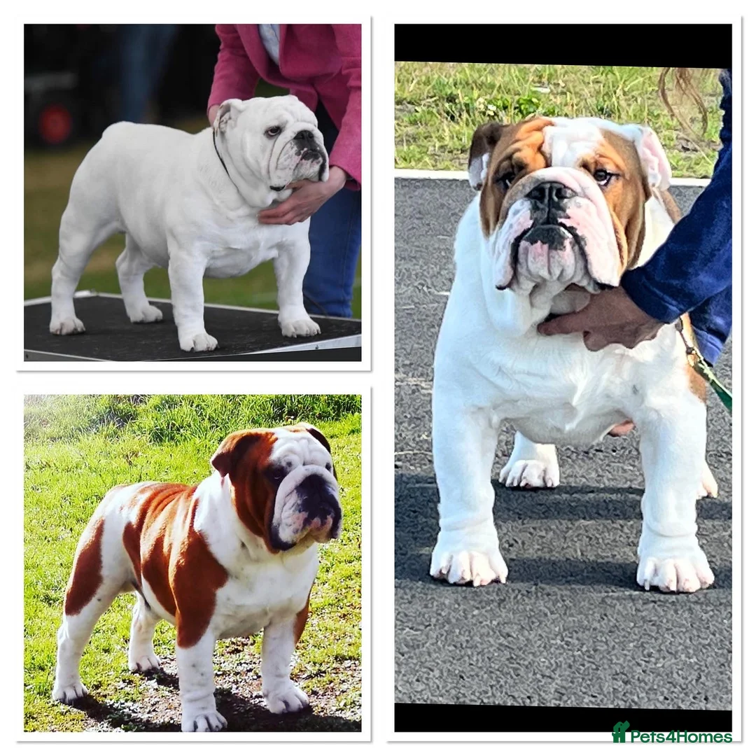 English Bulldog dogs for stud: Available for stud uk champion  in Bradford - Advert 7
