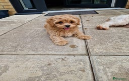 Maltipoo dogs for sale: Absolutely gorgeous maltipoo puppies  - Image 10