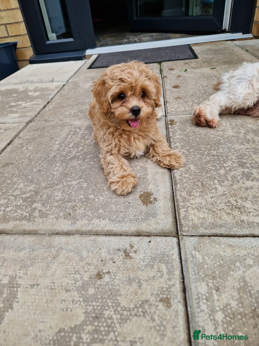 Maltipoo dogs for sale: Absolutely gorgeous maltipoo puppies  - Image 10