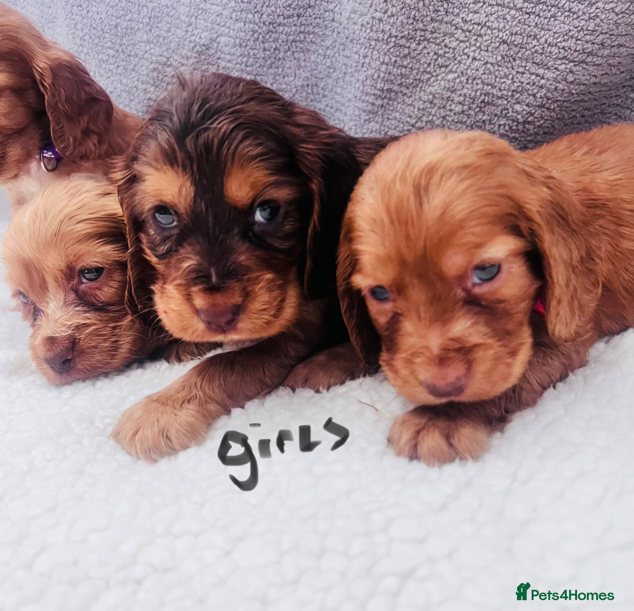 Cocker Spaniel dogs Cocker spaniel - Advert 1