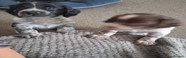 Cocker Spaniel 1