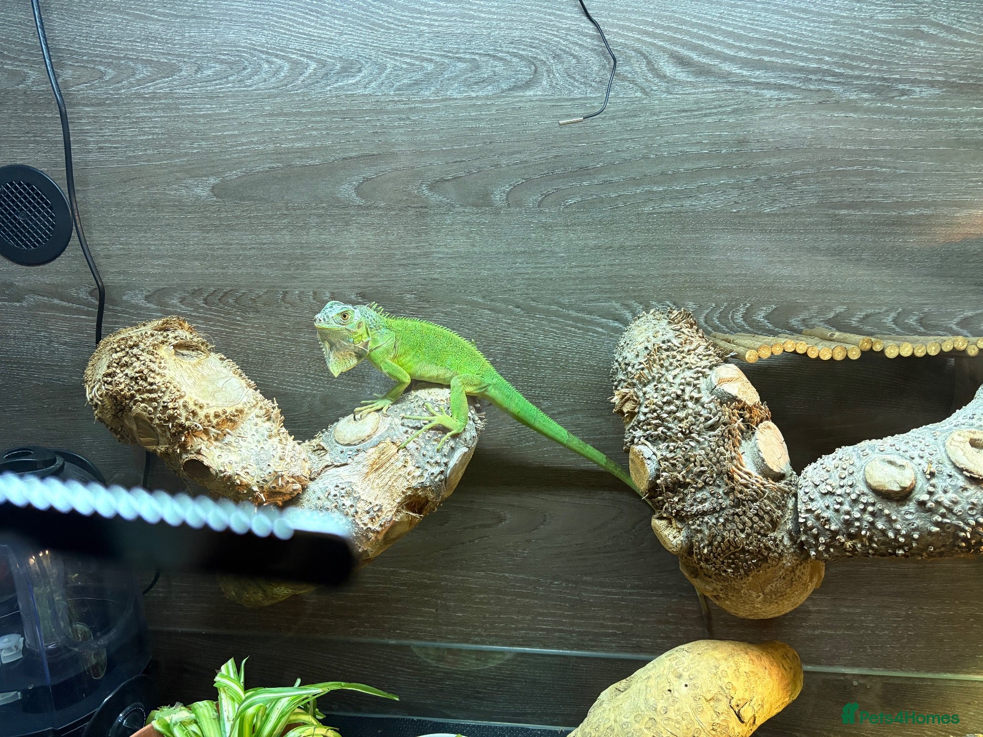 Iguana reptiles Green iguana 11 months old plus set up - Advert 1