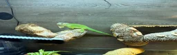Iguana reptiles for sale: Green iguana 11 months old plus set up - Advert 1