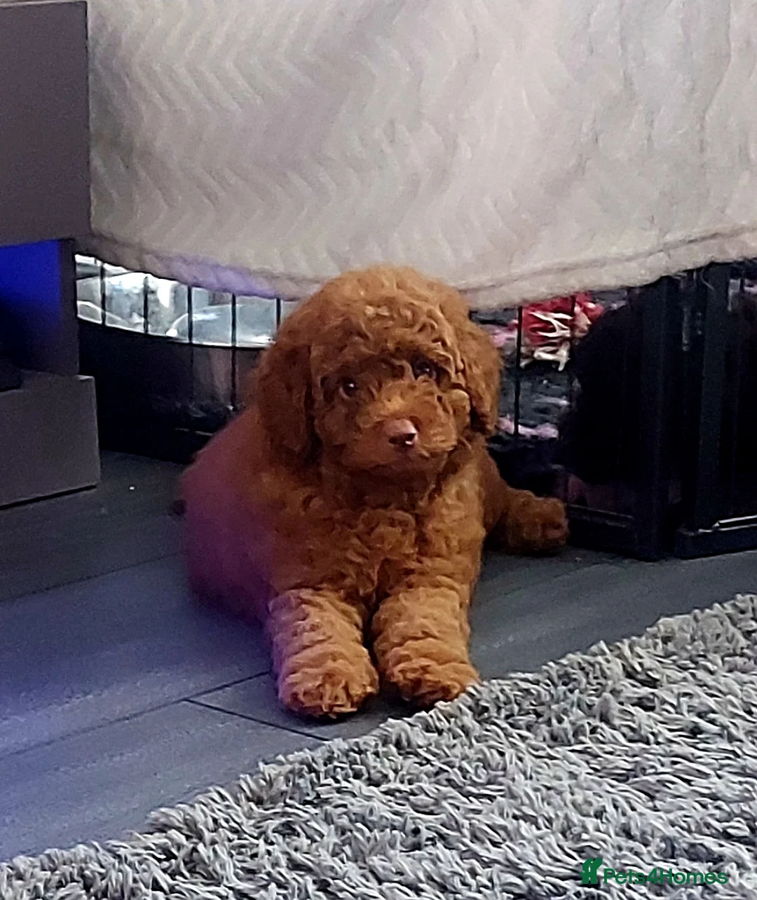 Toy Poodle dogs for stud: *KC Reg'd Toy Poodle Stud Dog*DNA Tested Clear* in Leyland - Advert 20