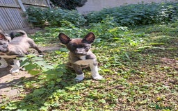 Huskita dogs for sale: Adorable akita x husky puppies for sale in Chatham - Image 5