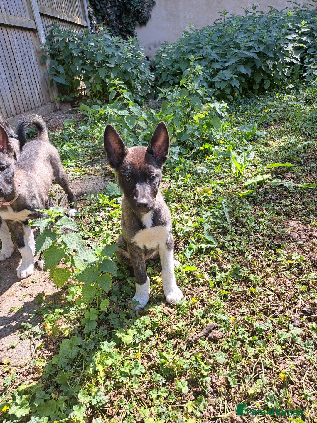 Huskita dogs for sale: Adorable akita x husky puppies for sale in Chatham - Image 5