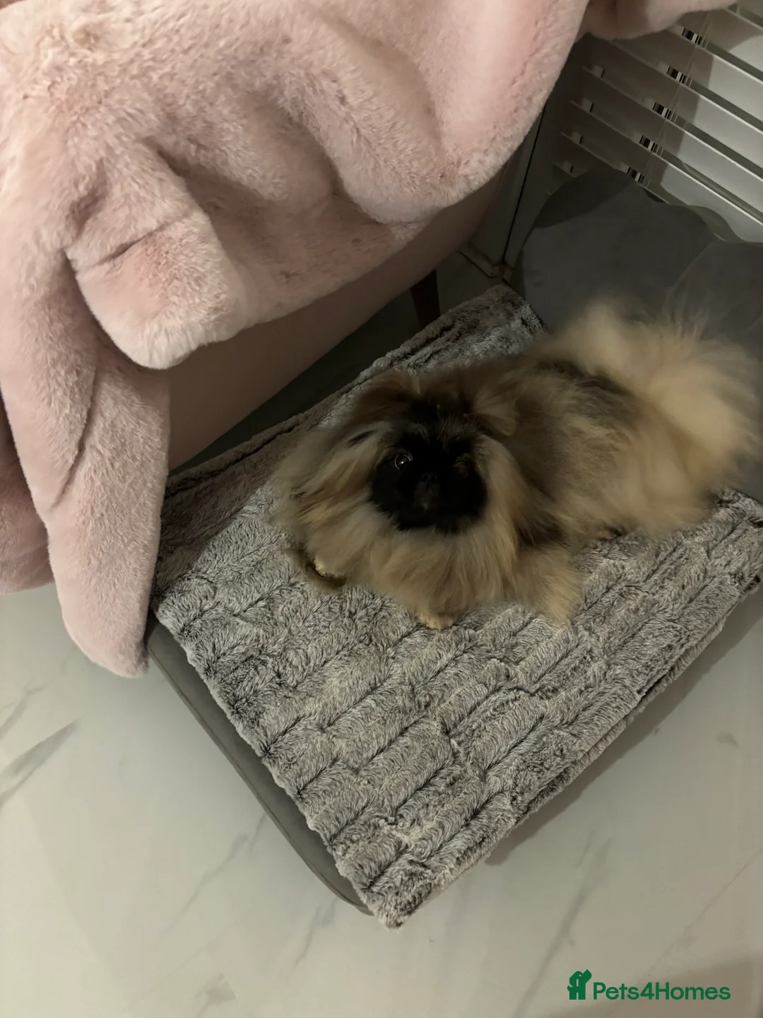 Pekingese dogs for sale: Beautiful Pekingese female sisters - Advert 1