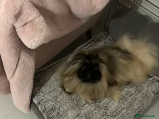 Pekingese dogs Beautiful Pekingese female sisters - Advert 13