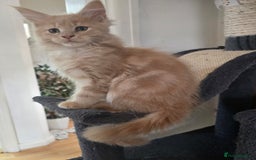 Maine Coon cats for sale: Beautiful Maine coon kittens  - Image 24
