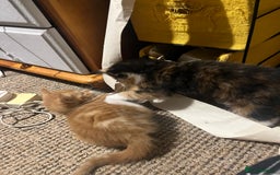 Mixed Breed cats for sale: Beautiful ginger and black kittens  - Image 9