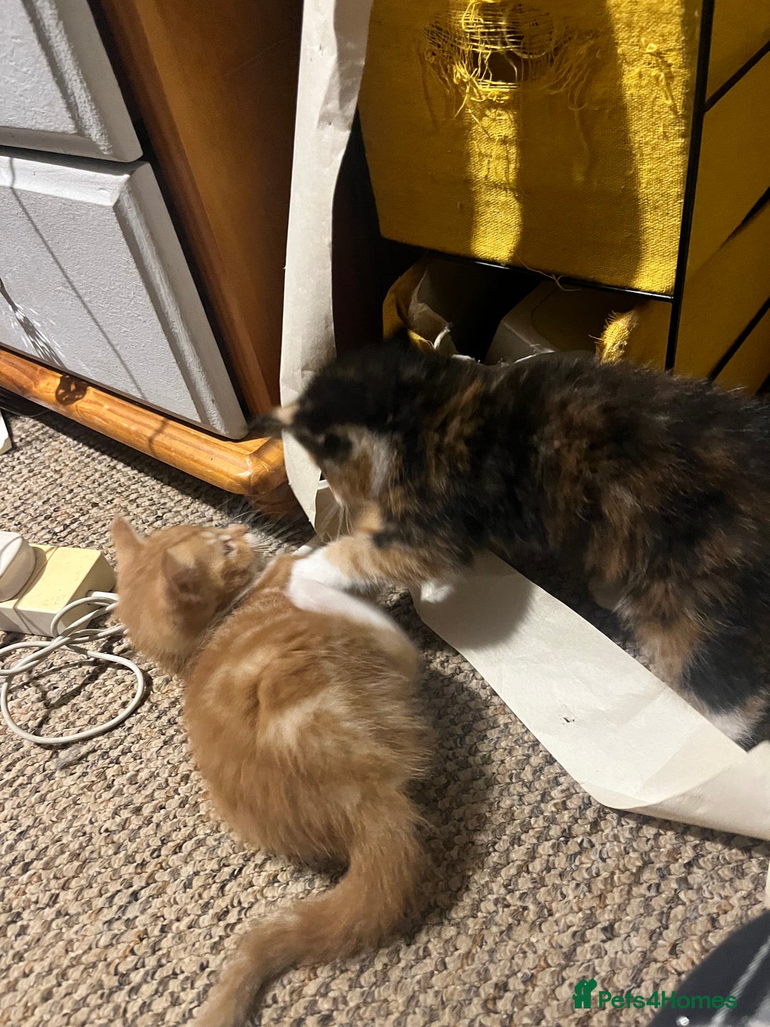 Mixed Breed cats for sale: Beautiful ginger and black kittens  - Image 9