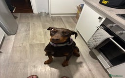 Dobermann dogs for sale: Doberman - Image 14