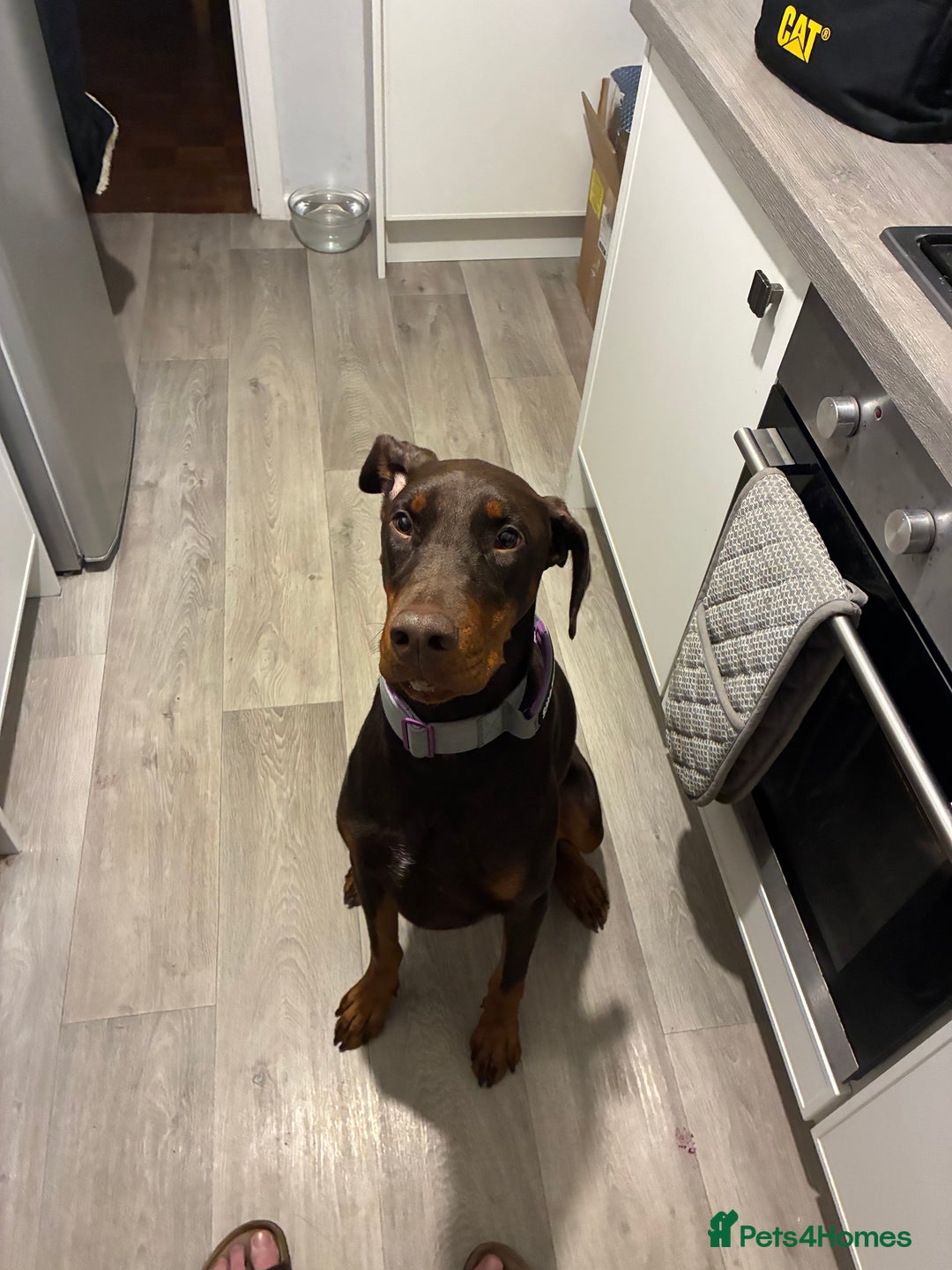 Dobermann dogs for sale: Doberman - Image 14