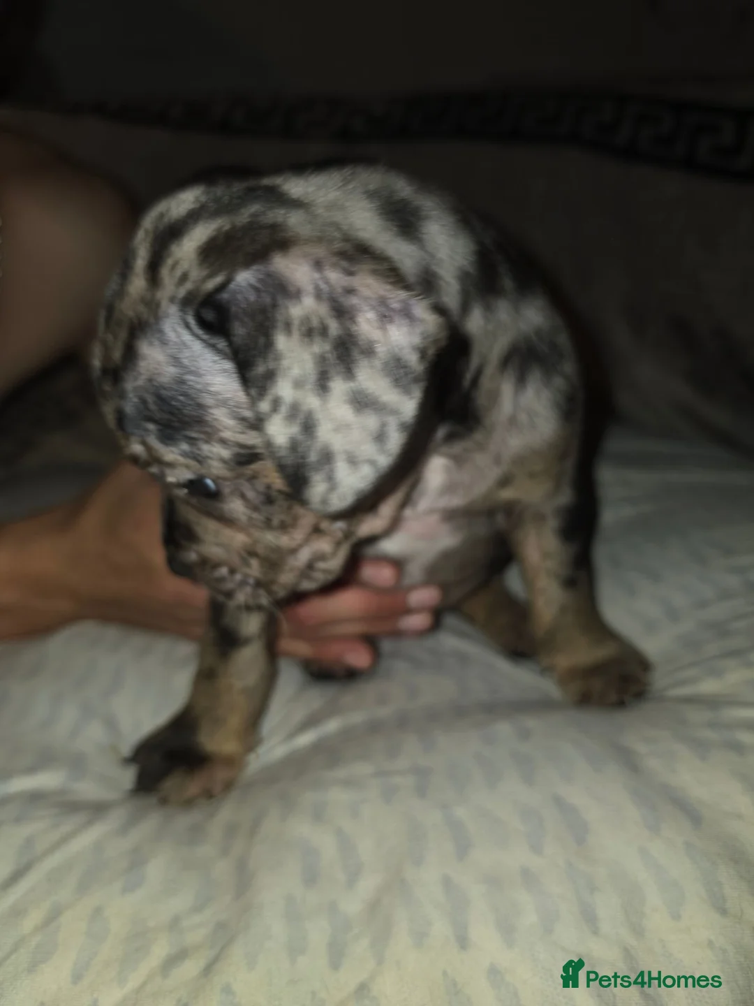 Mixed Breed dogs for sale: Fraffies *staff/frenchie* - Advert 2