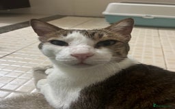 Mixed Breed cats for adoption: Old Soul Seeks Kind Hearted Human - Image 5