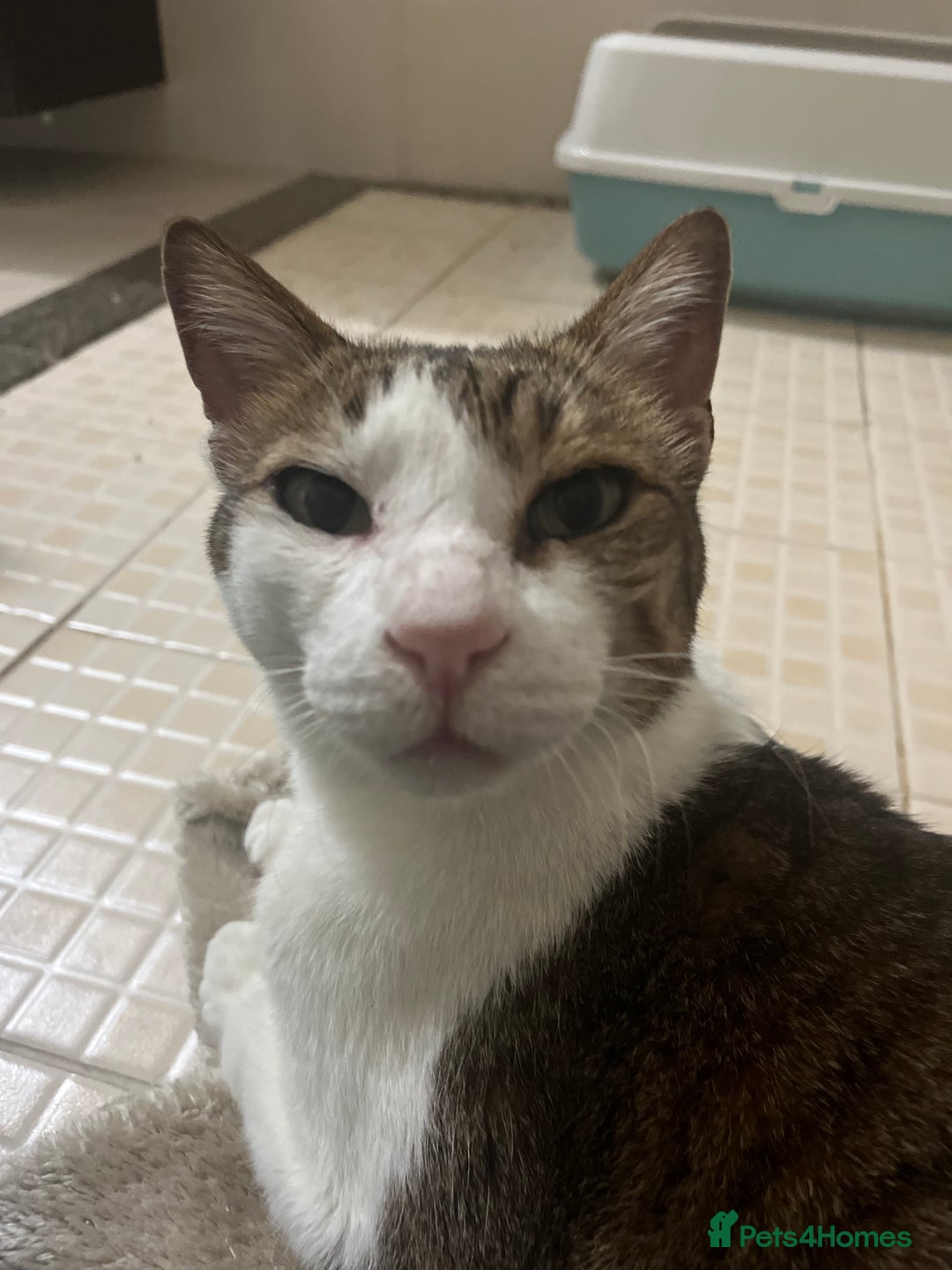 Mixed Breed cats for adoption: Old Soul Seeks Kind Hearted Human - Image 5