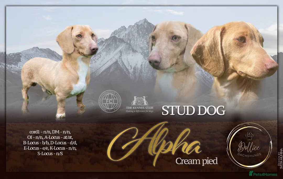 Miniature Dachshund dogs for stud: 🍦ALPHA mini cream Int/Int pied Smooth dachshund ! in Mexborough - Advert 2