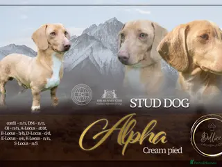 Miniature Dachshund dogs 🍦ALPHA mini cream Int/Int pied Smooth dachshund ! - Advert 22