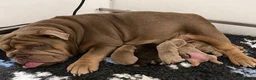 English Bulldog dogs for sale: 🏆 Quality English Bulldog Puppies 🏆 - Advert 9